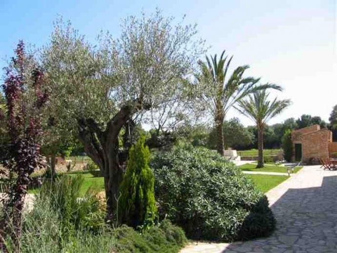 Olive Tree in the Garden