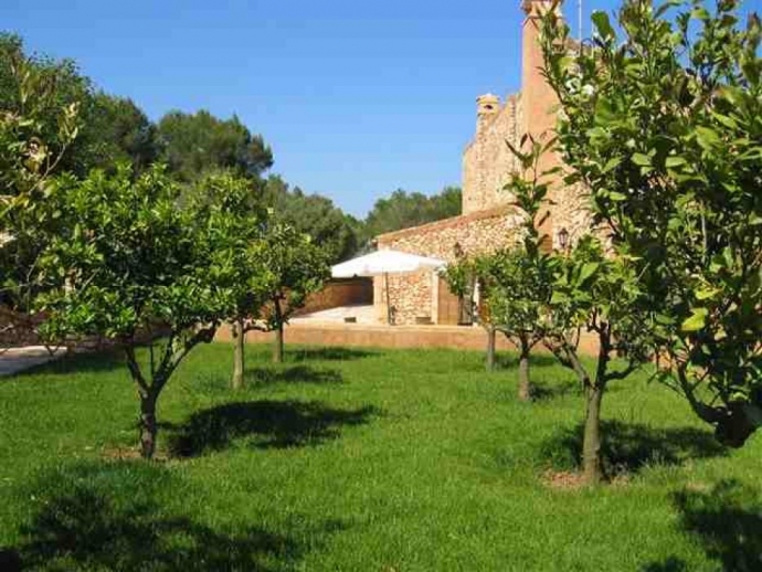 Orange Trees