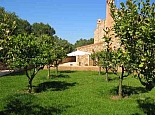 Orange Trees