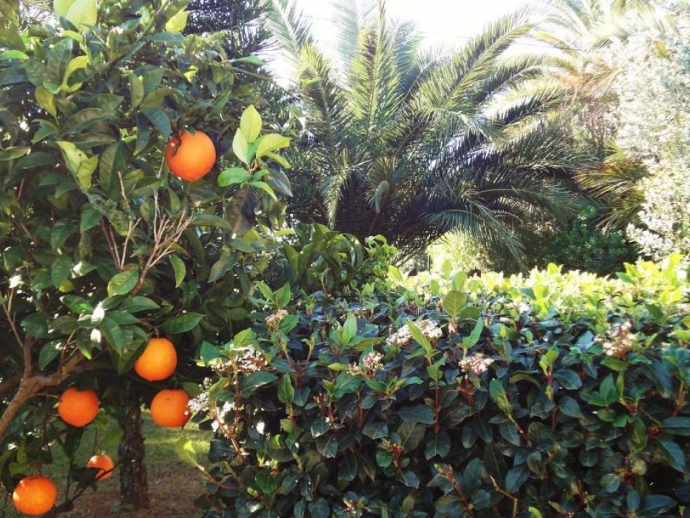 Orange Trees