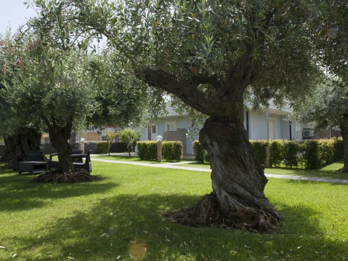 Green gardens with olive trees