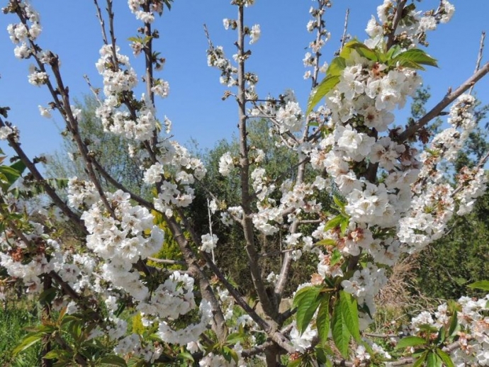 Cherry Blossom