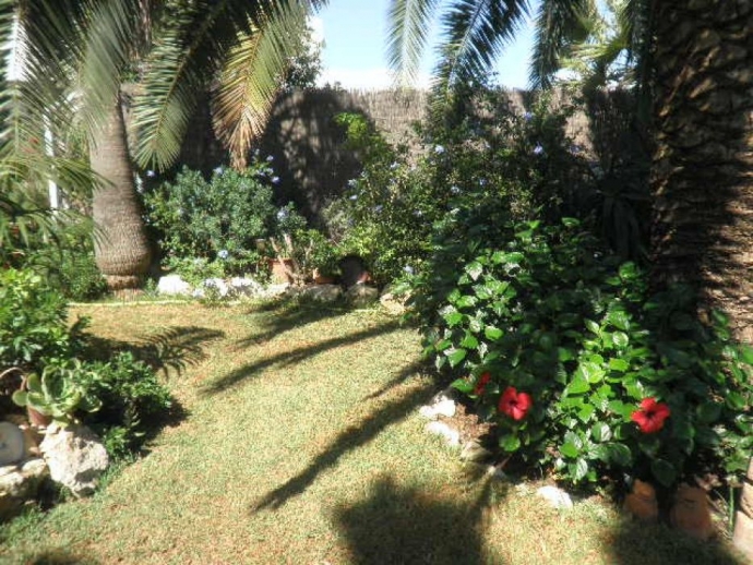 Green garden with palm trees