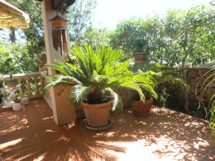 Exotic plants on the terrace