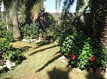 Green garden with palm trees