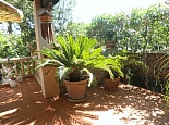 Exotic plants on the terrace